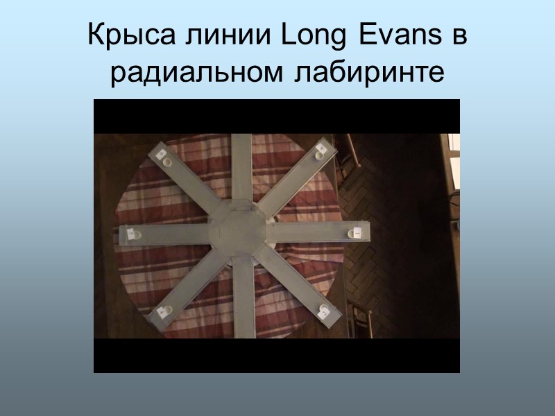 Крыса линии Long Evans в радиальном лабиринте